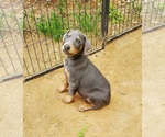 Small Photo #1 Doberman Pinscher Puppy For Sale in NOCONA, TX, USA