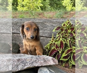 Dachshund Puppy for sale in MIDDLEBURY, IN, USA