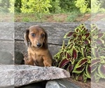 Image preview for Ad Listing. Nickname: Romeo