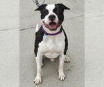 Small #2 American Pit Bull Terrier Mix