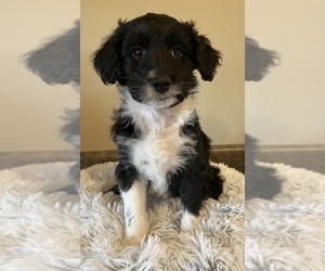 Aussiedoodle Puppy for sale in VIRGINIA, IL, USA