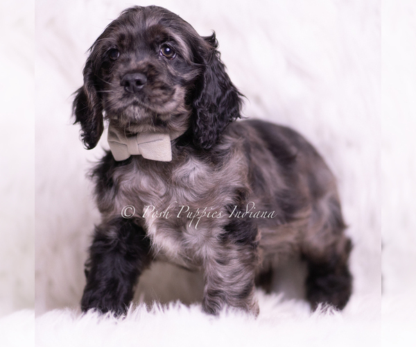 Medium Photo #5 Cocker Spaniel Puppy For Sale in WARSAW, IN, USA