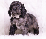 Small #4 Cocker Spaniel