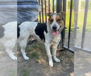 Border Collie Dogs for adoption in Riverside, CA, USA