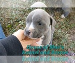 Small #9 American Pit Bull Terrier