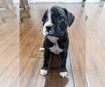 Small Photo #2 Boxer Puppy For Sale in RIVER FALLS, WI, USA