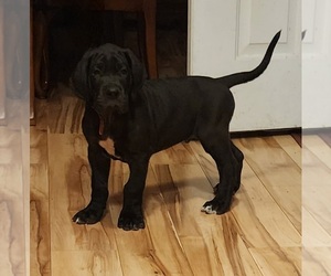 Great Dane Dogs for adoption in HOLLY POND, AL, USA