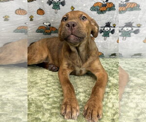 American Pit Bull Terrier-Australian Shepherd Mix Dogs for adoption in Wetumpka, AL, USA