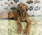 261365  McMuffin - Male American Pit Bull Terrier-Australian Shepherd Mix Dog for Adoption - Small photo