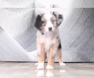 Miniature Australian Shepherd Puppy for sale in WESTPOINT, IN, USA