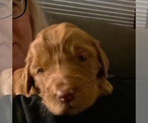 Goldendoodle Puppy for sale in WHITEFISH, MT, USA