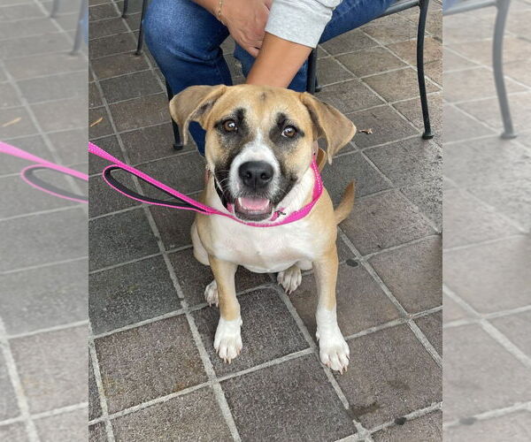 Medium Photo #6 American Staffordshire Terrier-Labrador Retriever Mix Puppy For Sale in Brewster, NY, USA