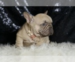 Small #8 French Bulldog