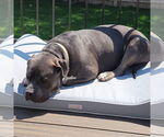 Small #17 American Pit Bull Terrier Mix