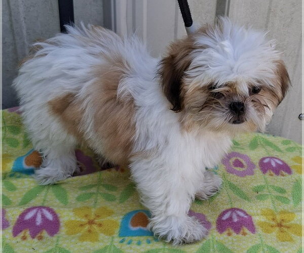 Medium Photo #1 Shih Tzu Puppy For Sale in Mountain View, MO, USA