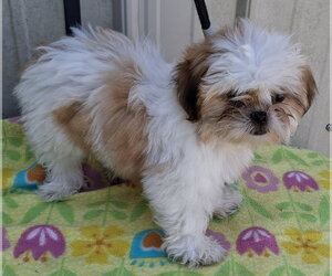 Shih Tzu Dogs for adoption in Mountain View, MO, USA