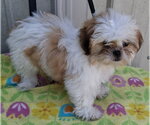 Small Shih Tzu