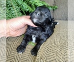 Small #12 Miniature American Shepherd-Poodle (Toy) Mix