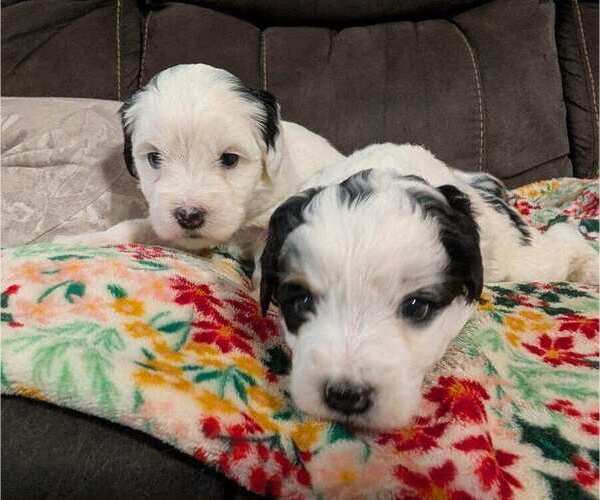 Medium Photo #7 Bernedoodle (Miniature) Puppy For Sale in LEETONIA, OH, USA