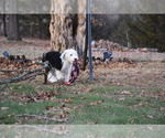 Small Photo #53 Old English Sheepdog Puppy For Sale in MARIONVILLE, MO, USA