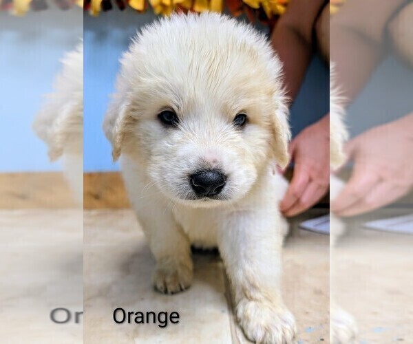 Medium Photo #1 Great Pyrenees Puppy For Sale in MOSCOW MILLS, MO, USA