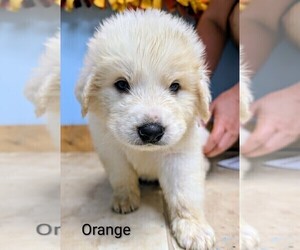 Medium Great Pyrenees