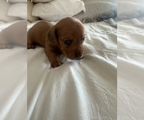 Medium Photo #4 Dachshund Puppy For Sale in SAN DIEGO, CA, USA