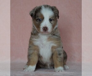 Australian Shepherd Puppy for sale in FREDERICKSBG, OH, USA