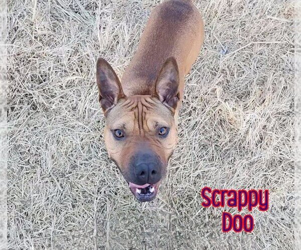 Medium Photo #20 American Staffordshire Terrier-Chinese Shar-Pei Mix Puppy For Sale in Port Clinton, OH, USA