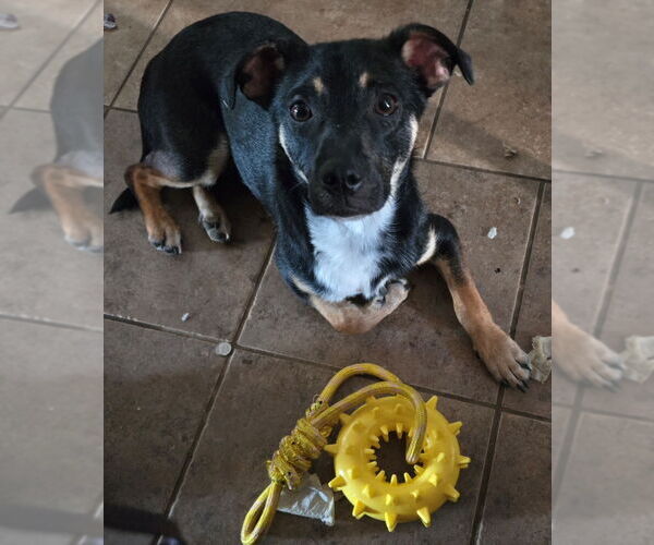 Medium Photo #1 Labrador Retriever-Unknown Mix Puppy For Sale in San Antonio, TX, USA