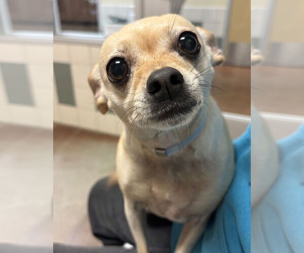 Medium Photo #2 Chihuahua Puppy For Sale in Salinas, CA, USA