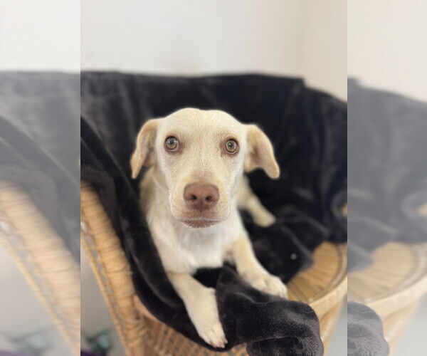 Medium Photo #6 Dachshund-Labrador Retriever Mix Puppy For Sale in Bellevue, WA, USA