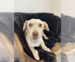 Small #5 Dachshund-Labrador Retriever Mix