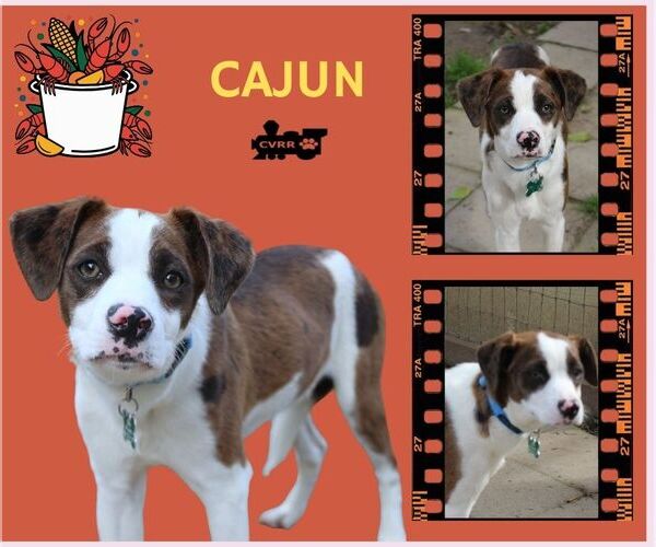 Medium Photo #1 Catahoula Leopard Dog-Unknown Mix Puppy For Sale in Lindsay, CA, USA