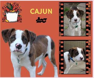 Catahoula Leopard Dog-Unknown Mix Dogs for adoption in Lindsay, CA, USA