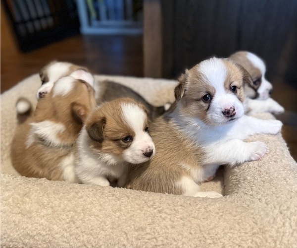 Medium Photo #1 Pembroke Welsh Corgi Puppy For Sale in GRAND RAPIDS, MI, USA