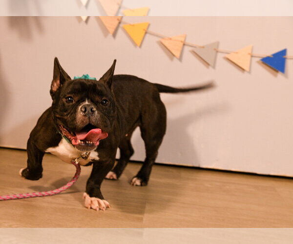 Medium Photo #1 French Bulldog-Unknown Mix Puppy For Sale in Brooklyn Center, MN, USA
