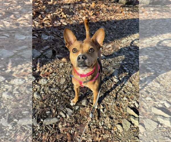 Medium Photo #4 Boston Terrier-Unknown Mix Puppy For Sale in Shermans Dale, PA, USA