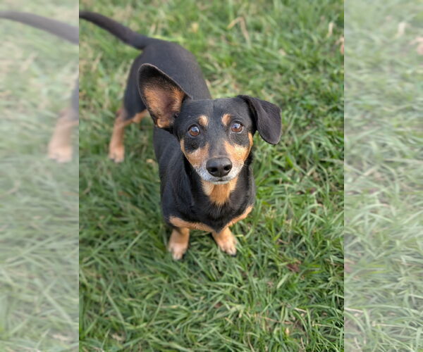 Medium Photo #1 Dachshund-Unknown Mix Puppy For Sale in Oakhurst, NJ, USA