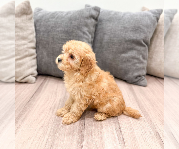 Medium Photo #4 Cavapoo (Standard) Puppy For Sale in DUNDEE, OH, USA