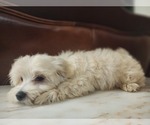 Small Photo #4 Maltese Puppy For Sale in WEST PALM BEACH, FL, USA
