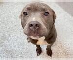 Small #1 Mutt