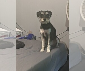 Father of the Schnauzer (Miniature) puppies born on 04/24/2025