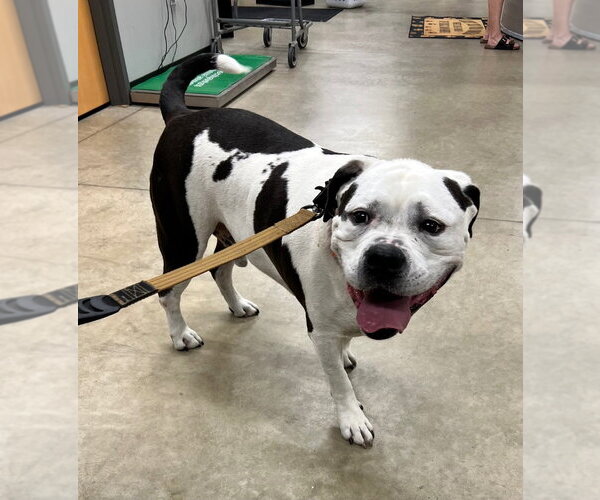 Medium Photo #2 American Bulldog-Unknown Mix Puppy For Sale in Pierceton , IN, USA