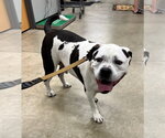Small #1 American Bulldog Mix