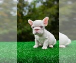 Small #1 French Bulldog