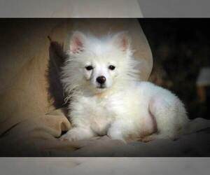 American Eskimo Dog Puppy for sale in CLOVER, VA, USA