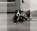 Small Photo #2 American Bully Puppy For Sale in POMONA, CA, USA