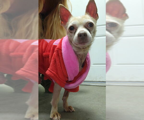 Medium Photo #4 Chihuahua-Unknown Mix Puppy For Sale in North Myrtle Beach, SC, USA