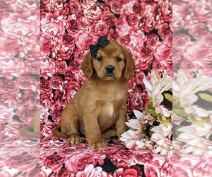Golden Cavalier Puppy for sale in KIRKWOOD, PA, USA